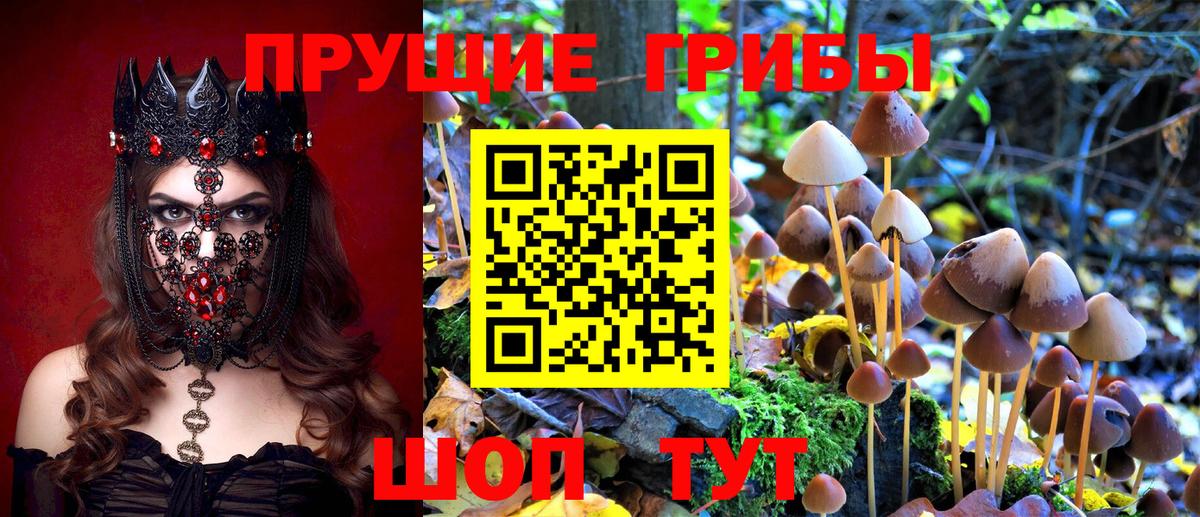 Псилоцибиновые грибы Cubensis Краснодар